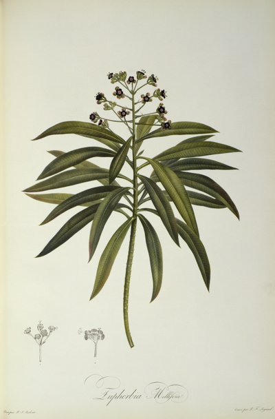 Euphorbia Mellifera, uit `Le Jardin de la Malmaison